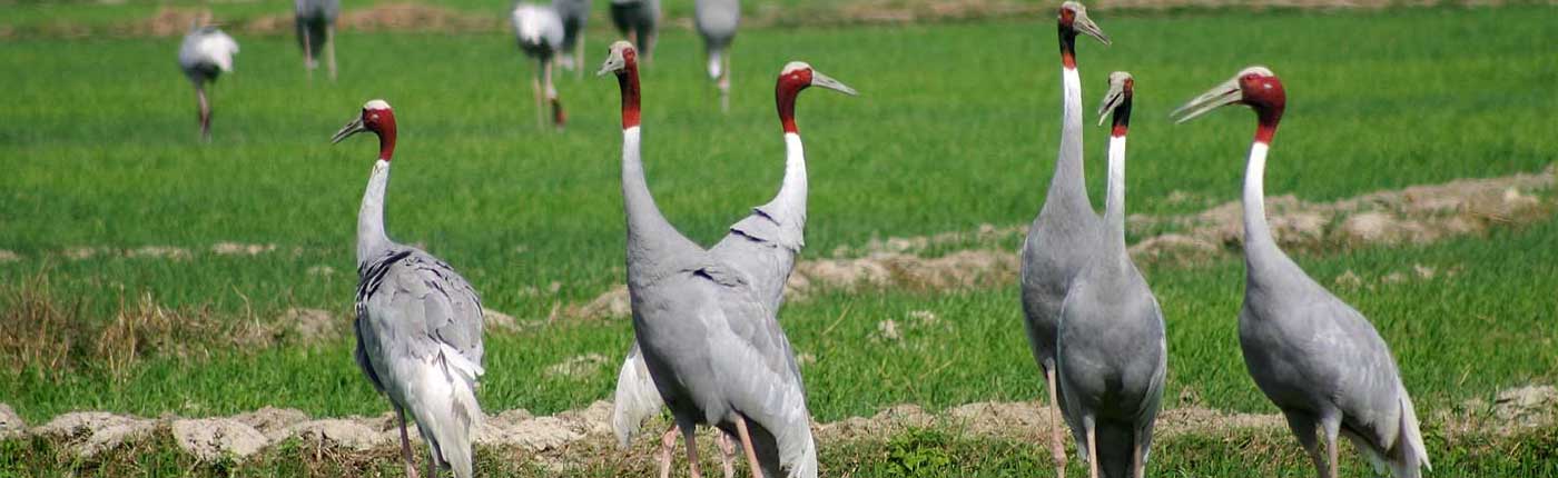 Cosa Vedere di Bharatpur