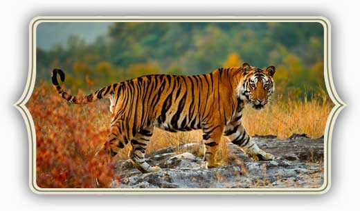 Safari Della Fauna Selvatica in India