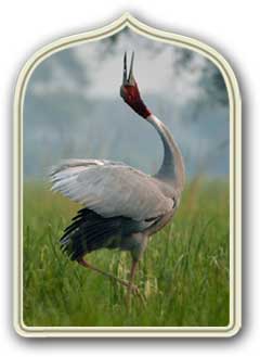 Keoladeo Ghana National Partk monumenti bharatpur rajasthan