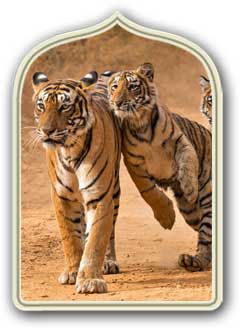 Ranthambore Tiger Reserve