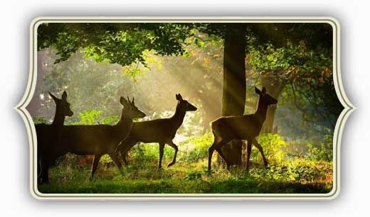 Triangolo d'oro con natura selvaggia