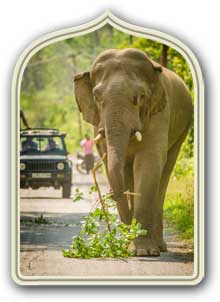 Parco nazionale di Jim Corbett