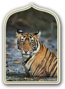 PARCO NAZIONALE RANTHAMBORE