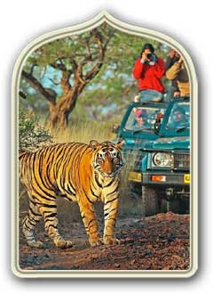 cosa da vedere Ranthambore