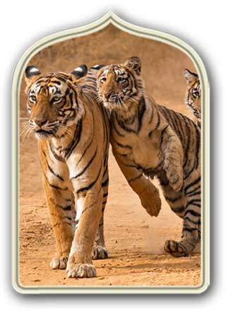 Tour Del Rajasthan con Ranthambore